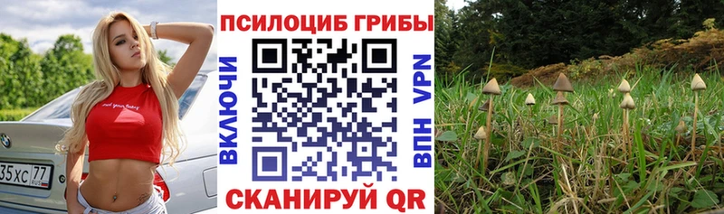 Галлюциногенные грибы мицелий  цена   Сафоново 